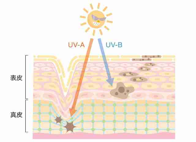 肌_紫外線の影響_断面図